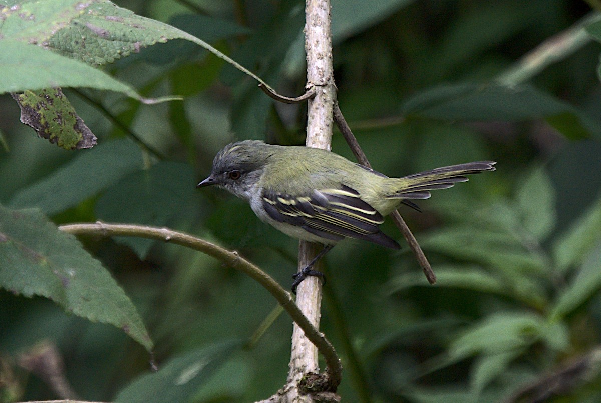 Gray-headed Elaenia - Patrícia Hanate