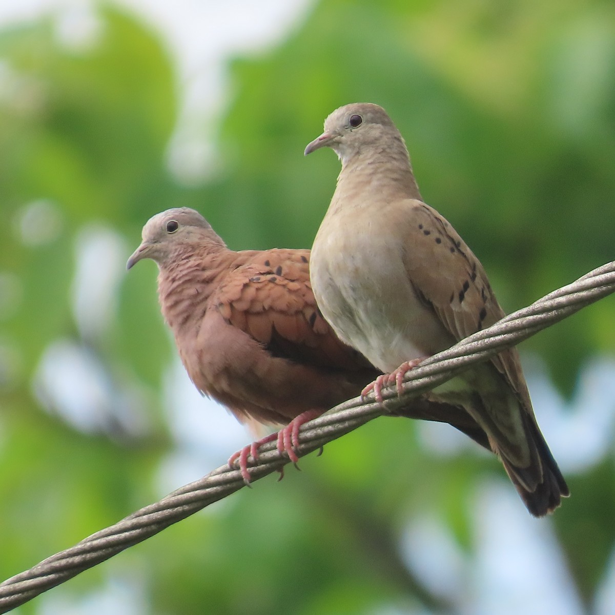 Ruddy Ground Dove - ML616188401