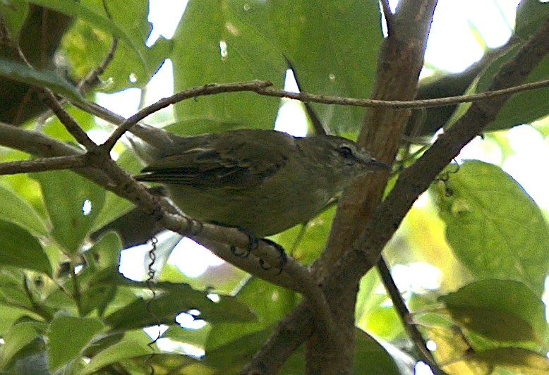 Rough-legged Tyrannulet - ML616188404