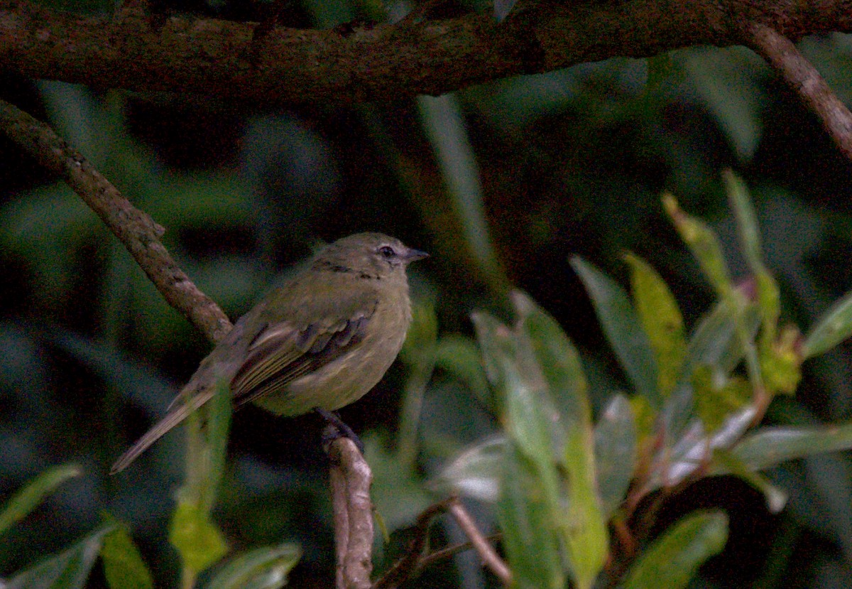 Rough-legged Tyrannulet - Patrícia Hanate