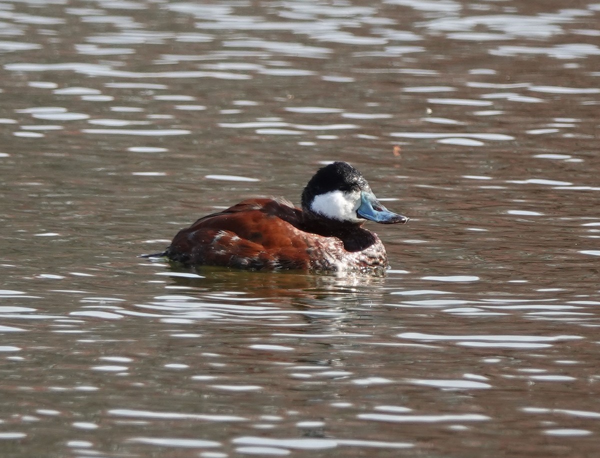 Ruddy Duck - ML616188437