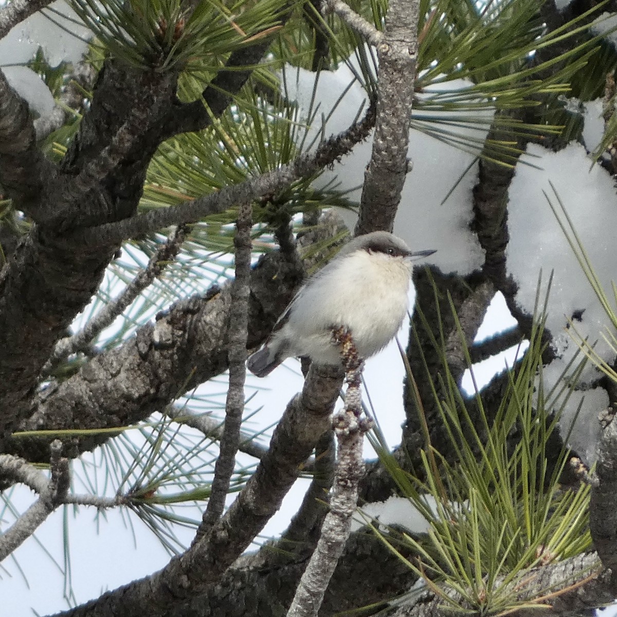 Pygmy Nuthatch - Melissa Wetzig