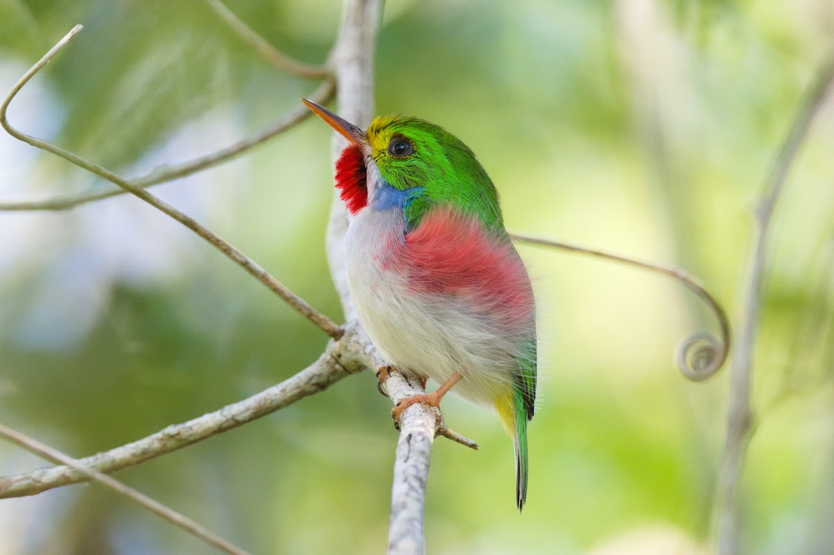 Cuban Tody - ML616188539