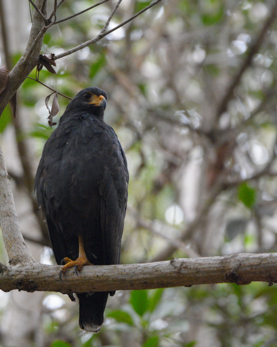 Krabbenbussard (anthracinus/utilensis) - ML616188541