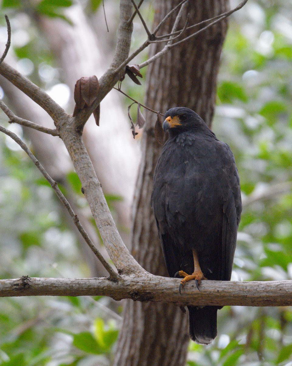 Krabbenbussard (anthracinus/utilensis) - ML616188542