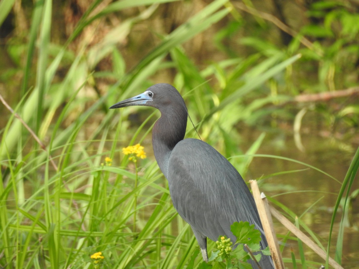 Little Blue Heron - ML616188549