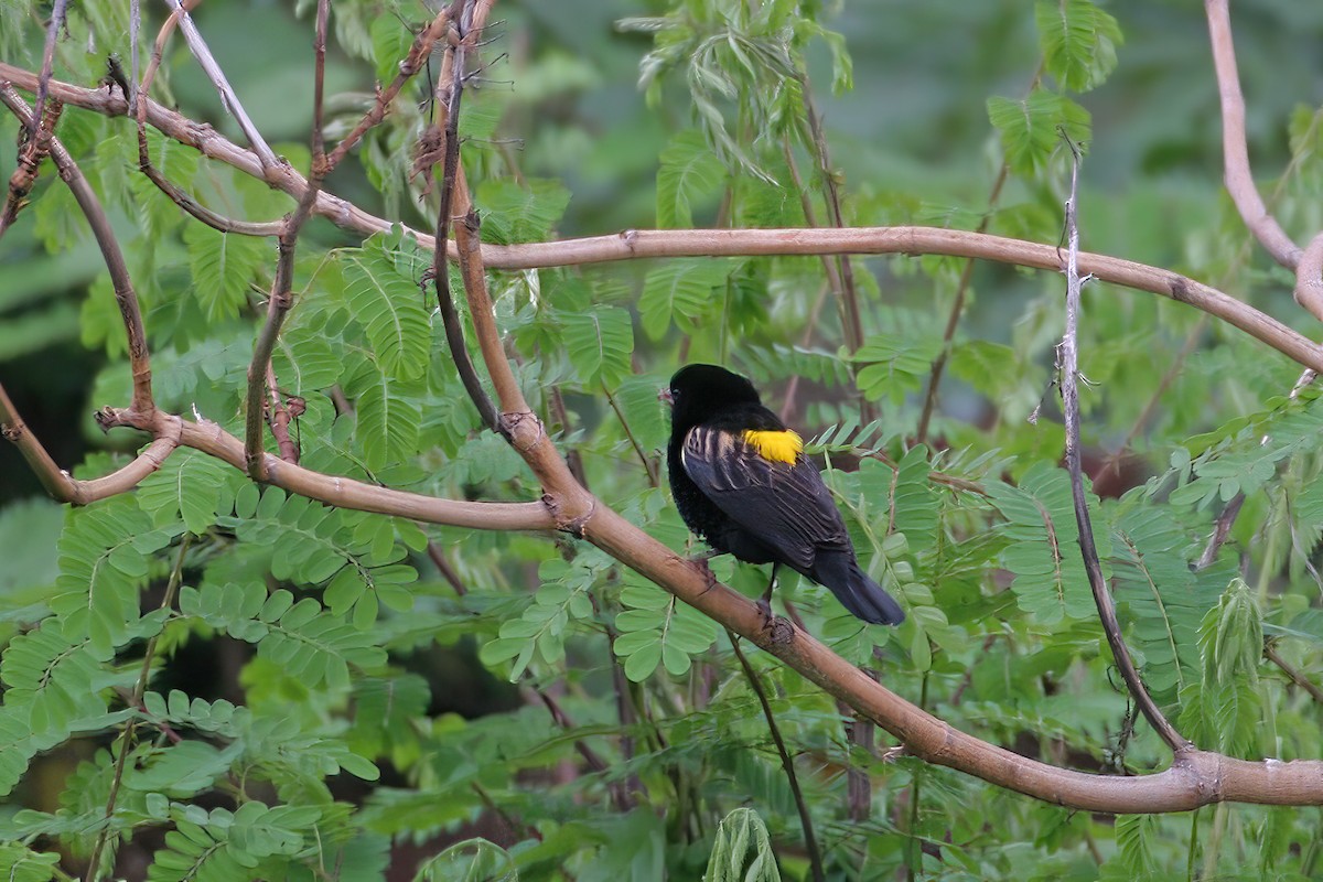 Yellow Bishop - ML616188586