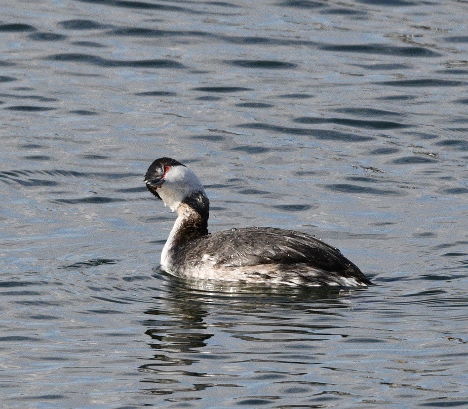 Horned Grebe - ML616188593