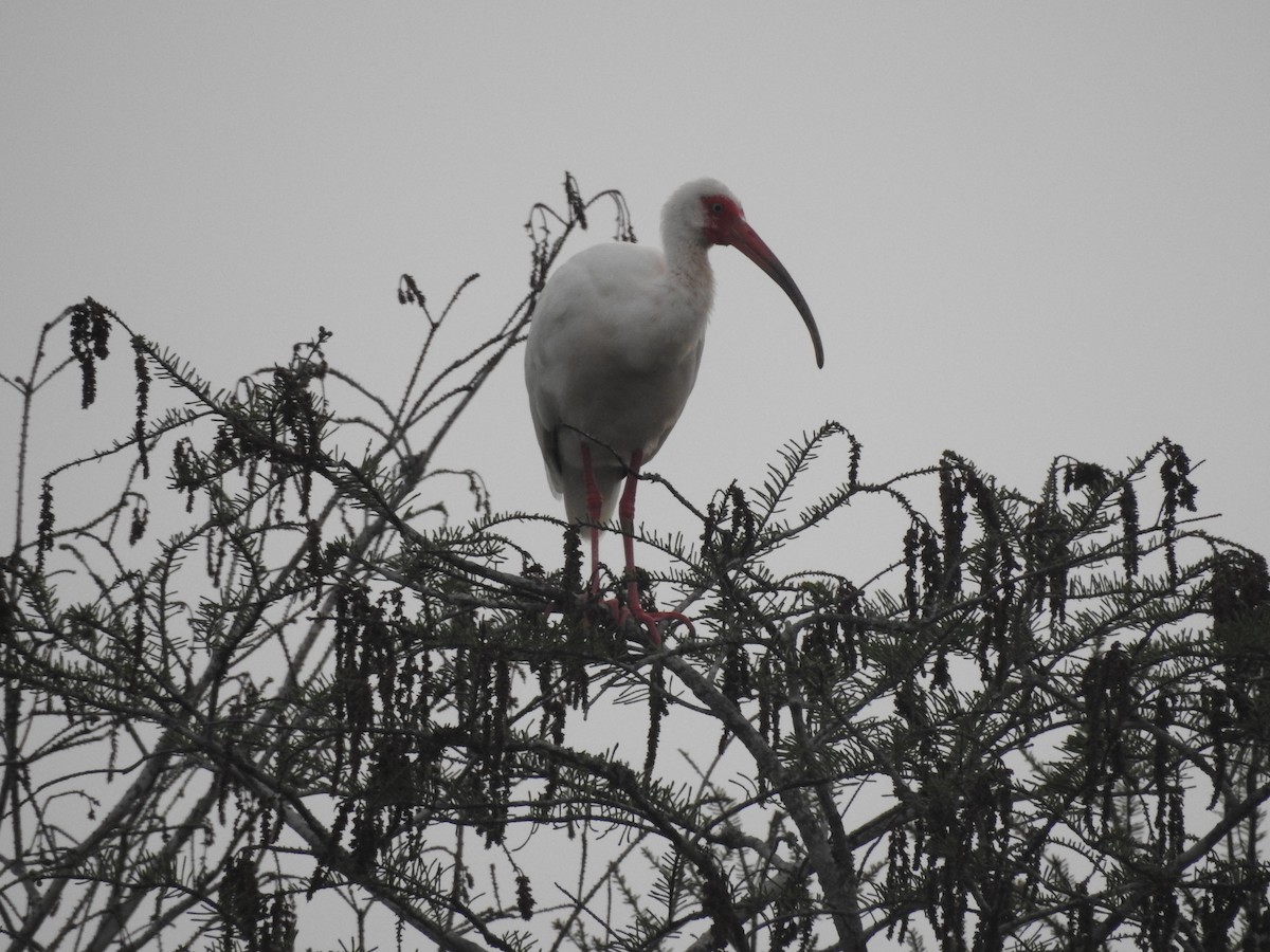 White Ibis - ML616188596