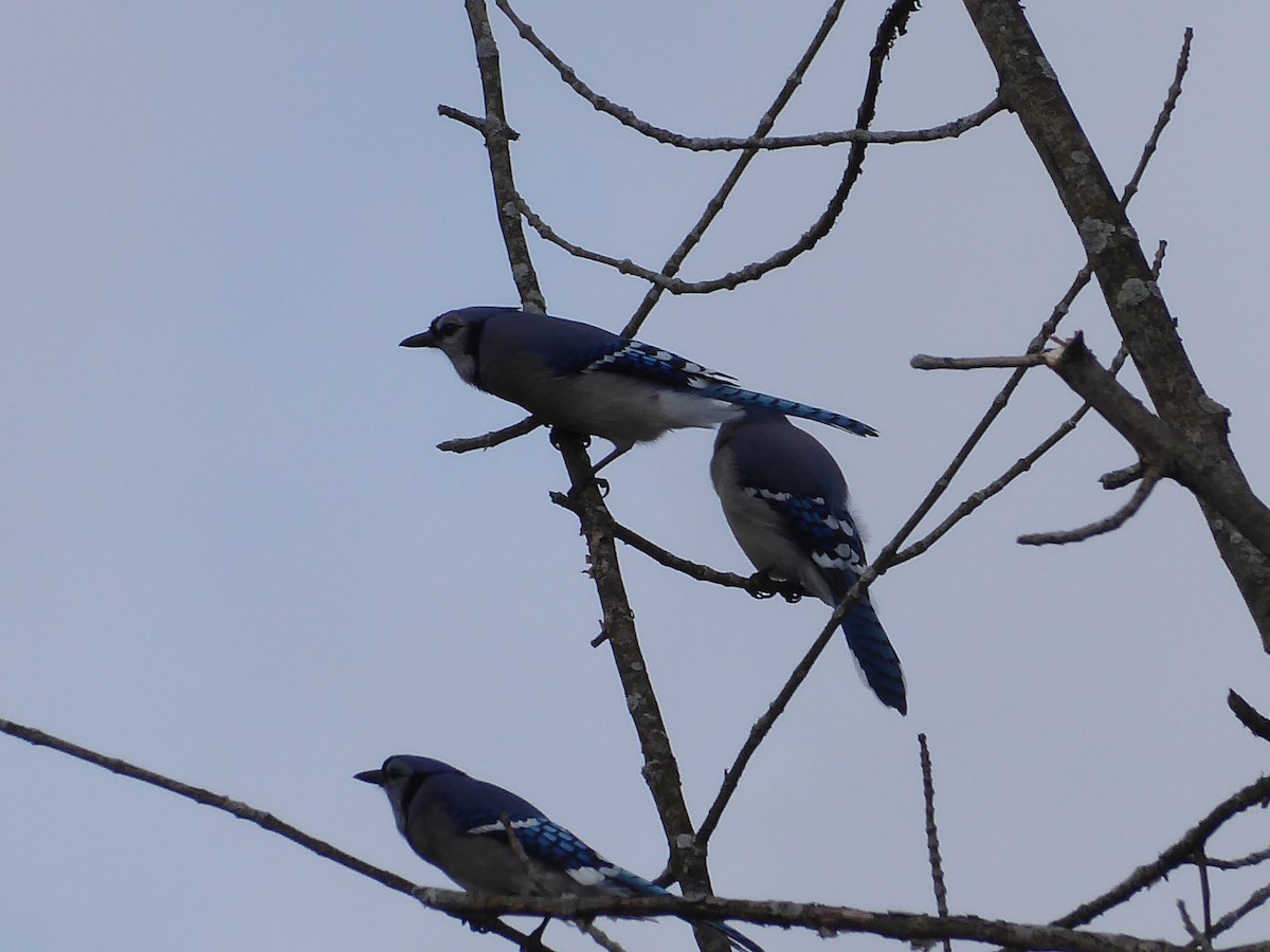 Blue Jay - M. Jordan