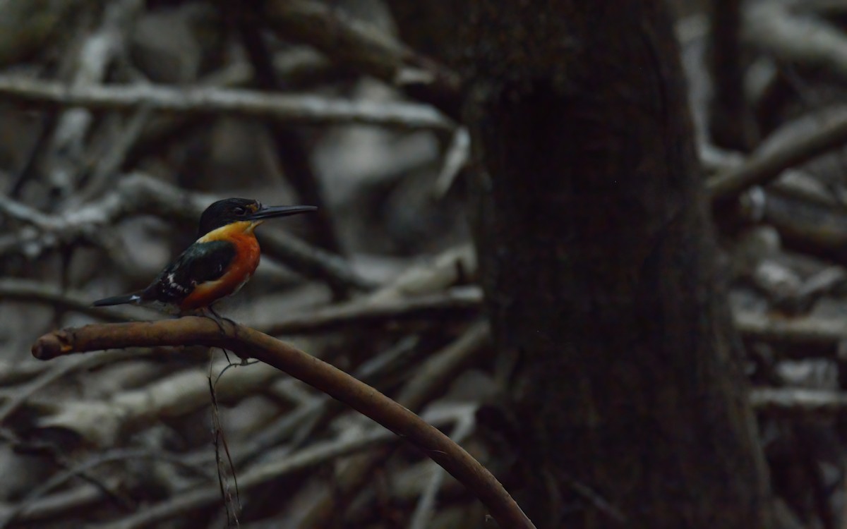 American Pygmy Kingfisher - ML616188642