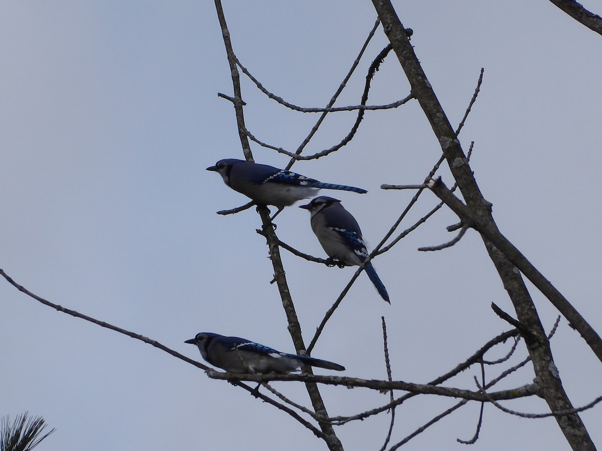 Blue Jay - ML616188656