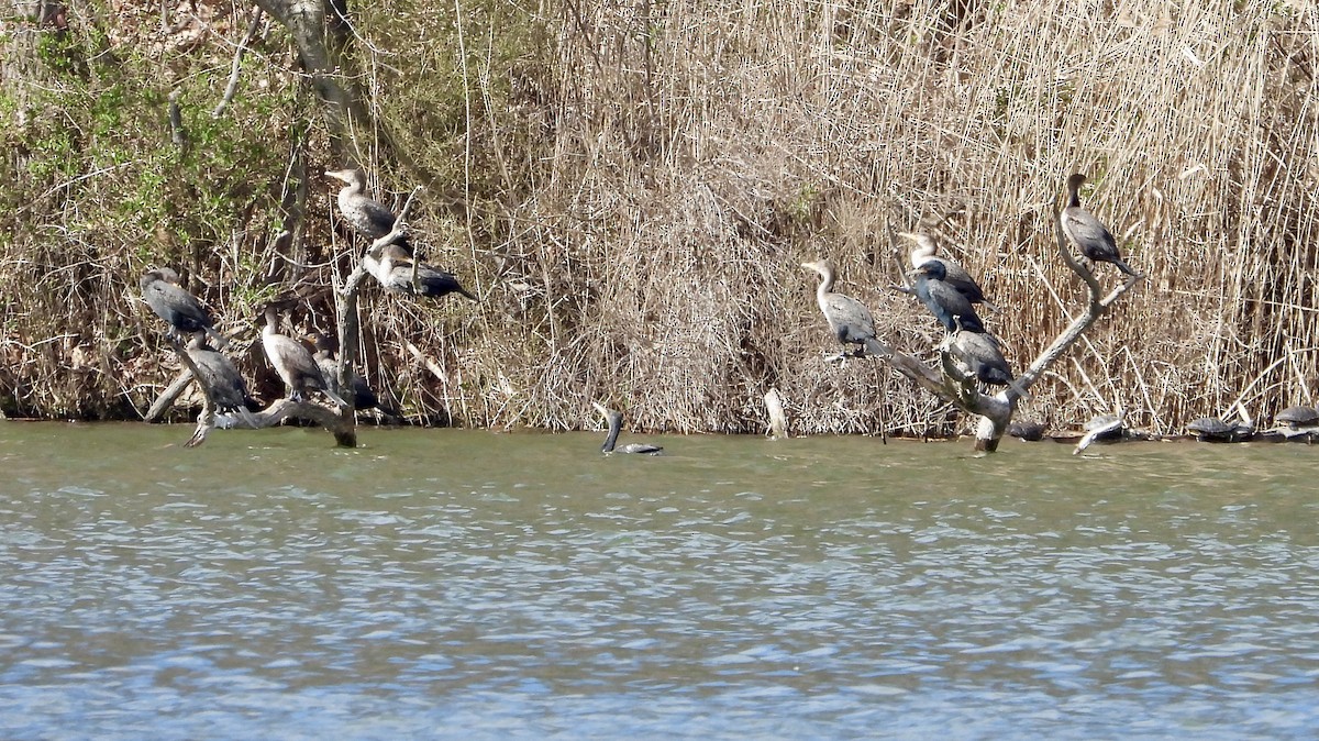 Double-crested Cormorant - ML616188720