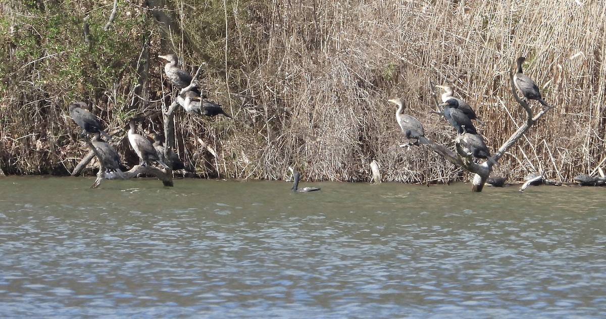 Double-crested Cormorant - ML616188721