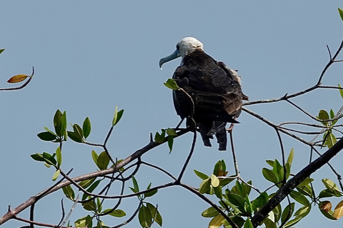 Magnificent Frigatebird - ML616188724