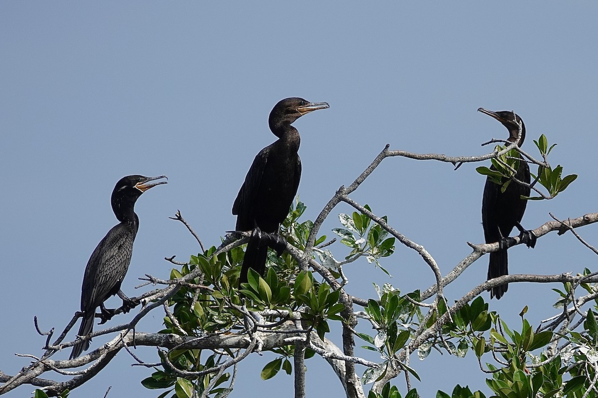 Neotropic Cormorant - ML616188742