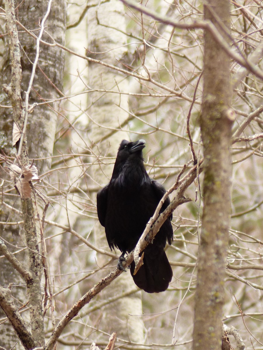 Common Raven - ML616188754