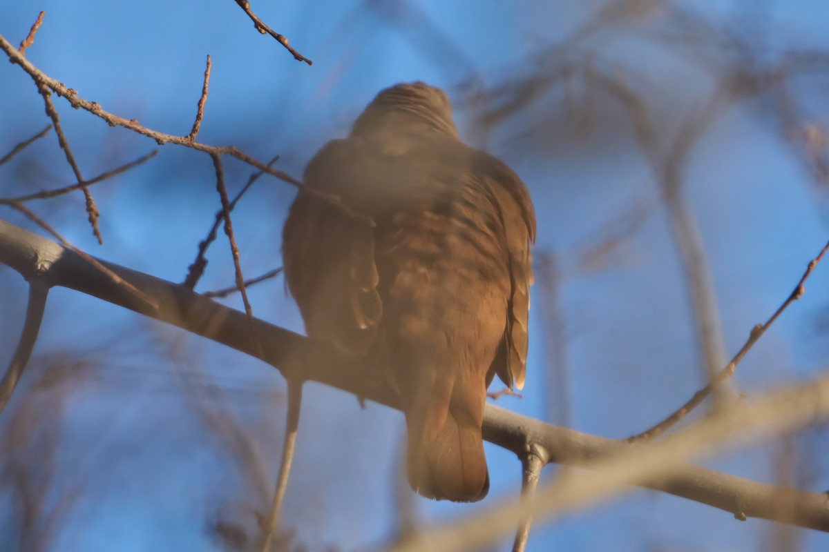 Ruddy Ground Dove - ML616188812