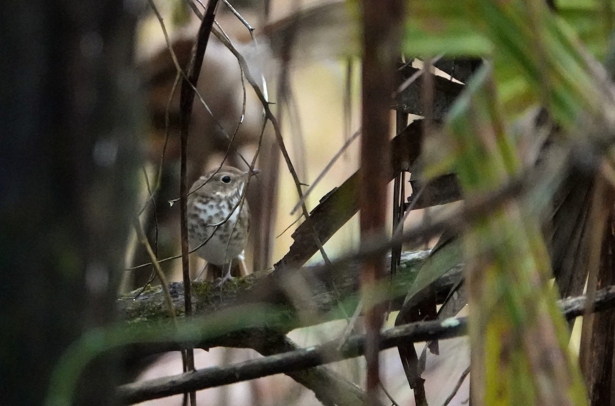 Hermit Thrush - ML616188848