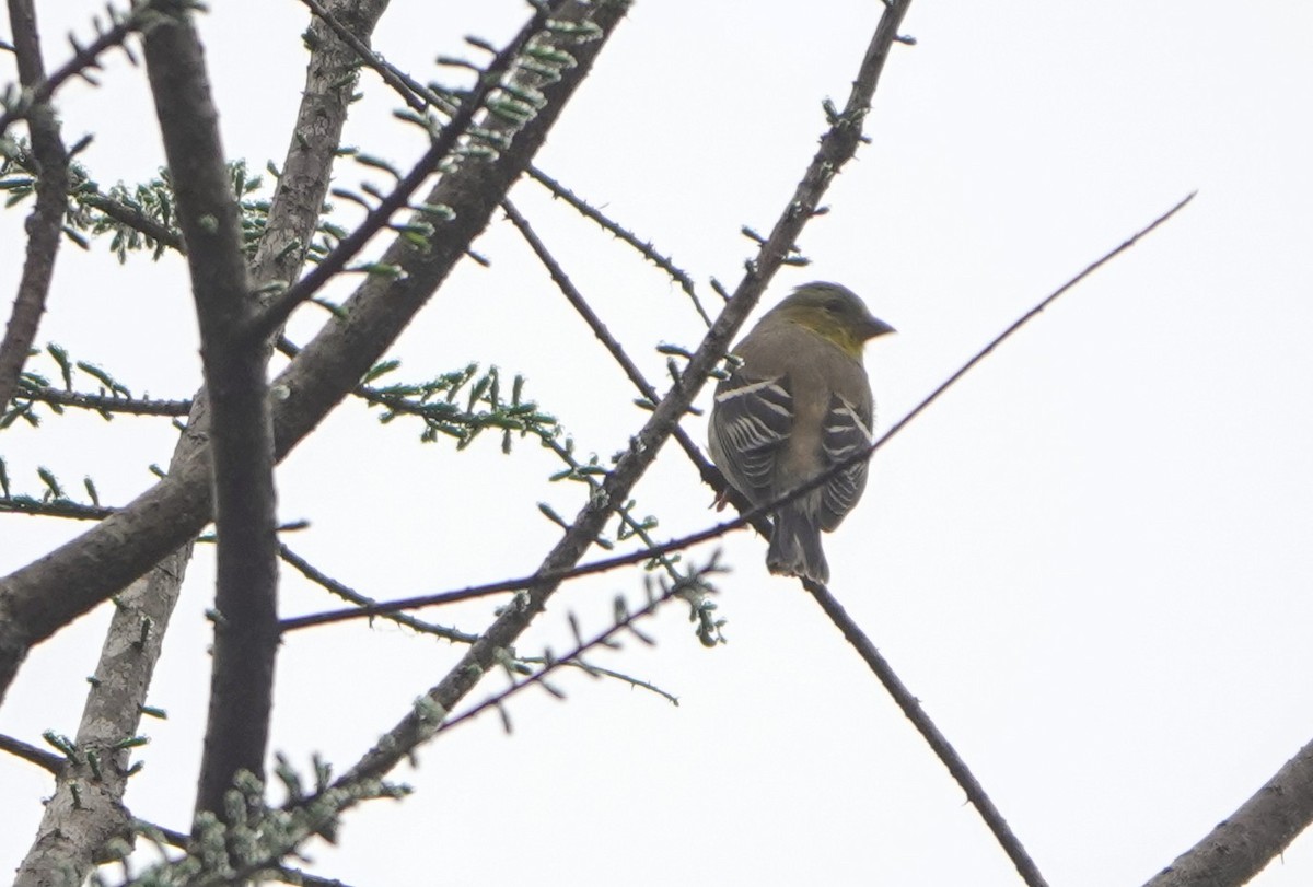 American Goldfinch - ML616188852