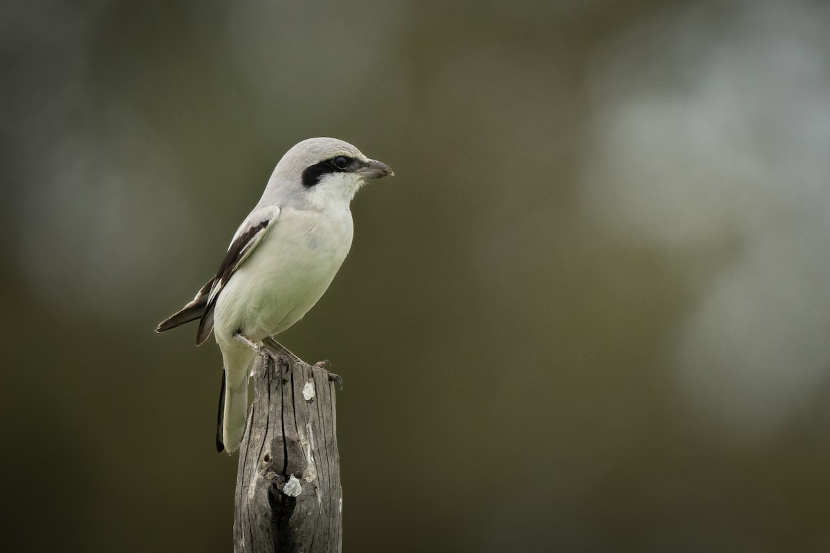 Great Gray Shrike - ML616188862