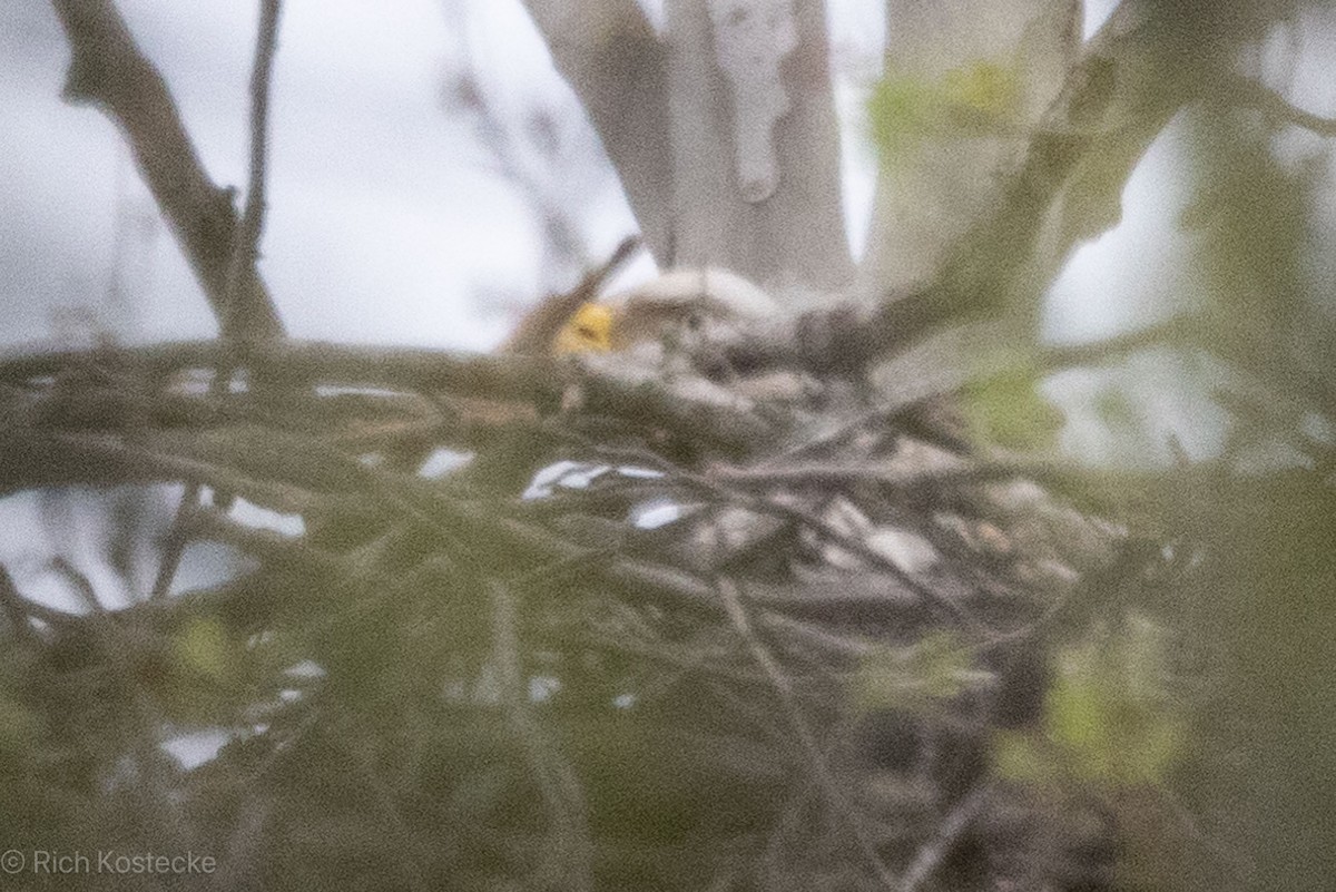 Bald Eagle - ML616188864