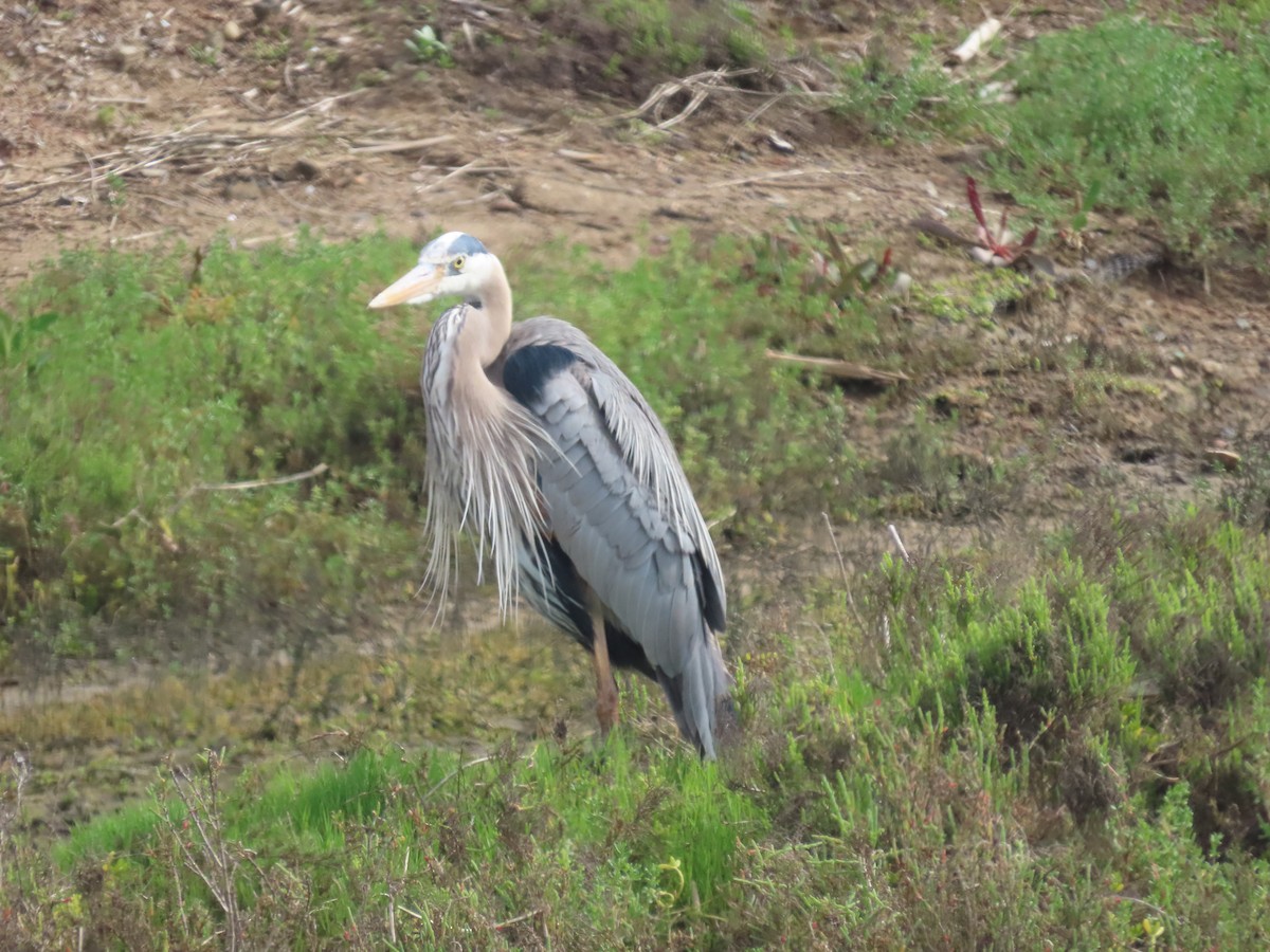 Great Blue Heron - ML616188882