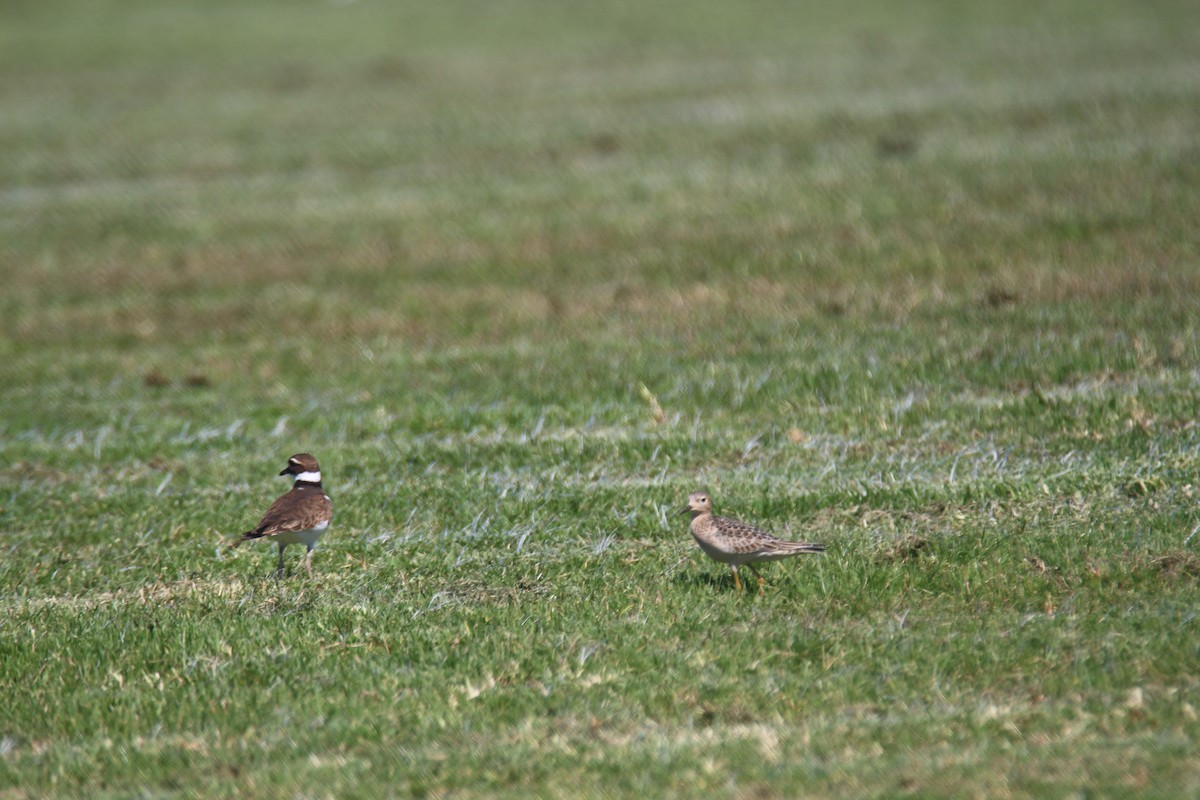 Buff-breasted Sandpiper - ML616188900
