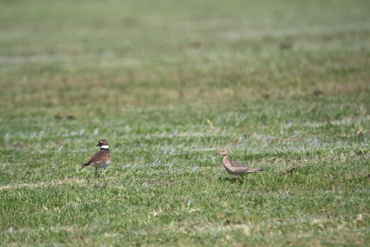Buff-breasted Sandpiper - ML616188901