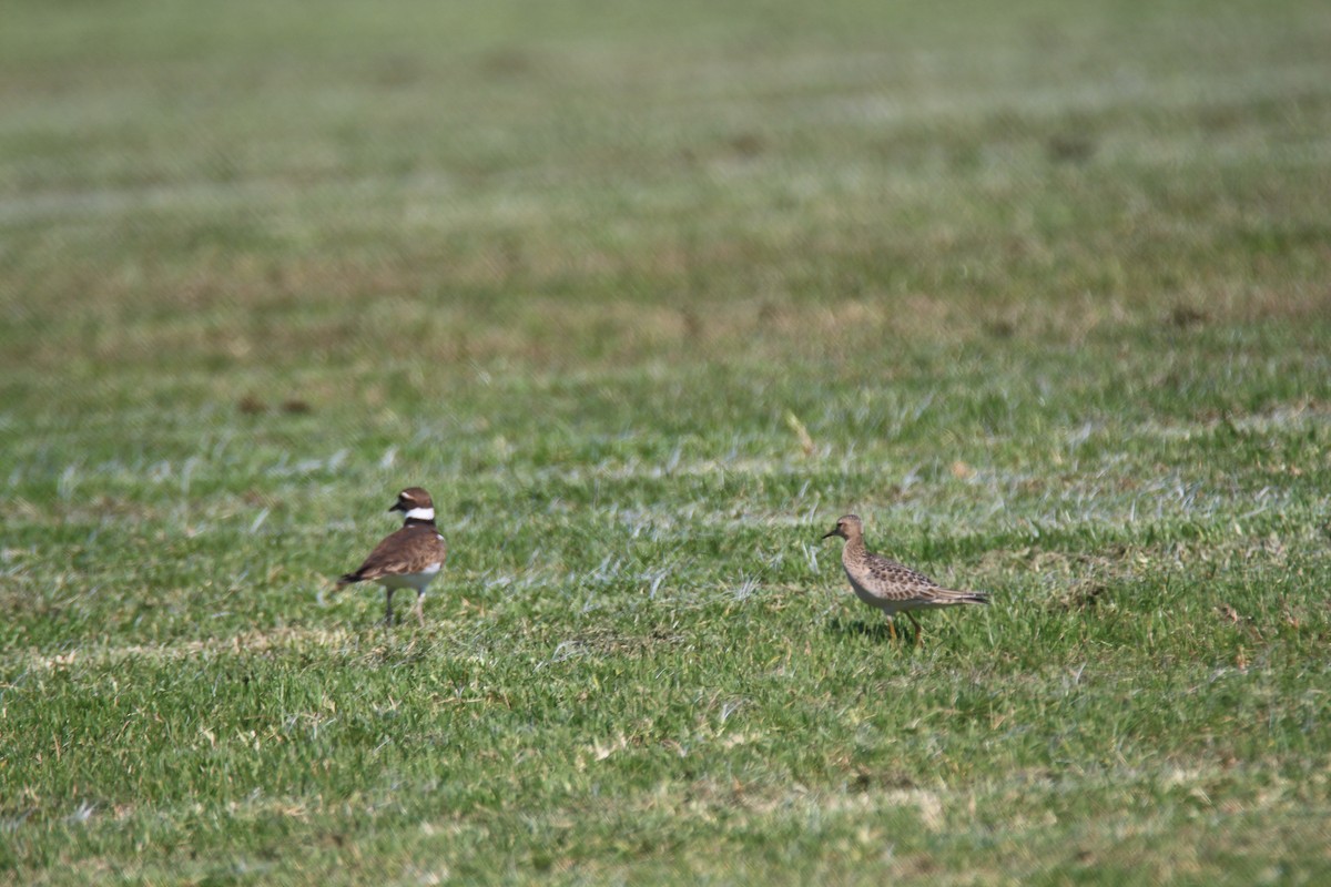 Buff-breasted Sandpiper - ML616188903