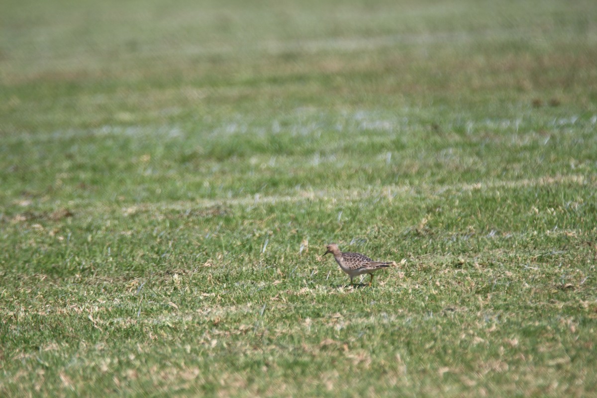 Buff-breasted Sandpiper - ML616188904
