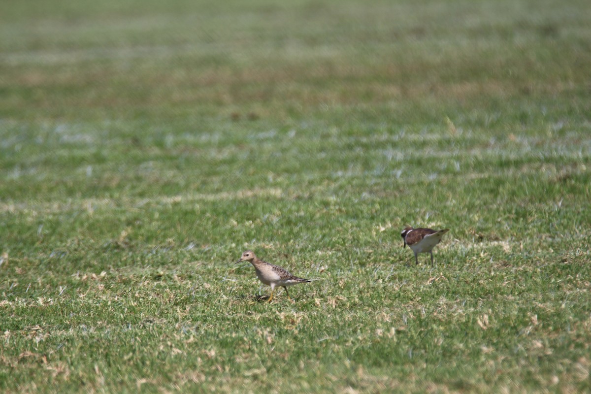 Buff-breasted Sandpiper - ML616188905