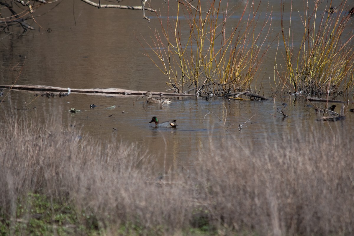 Green-winged Teal - ML616188922