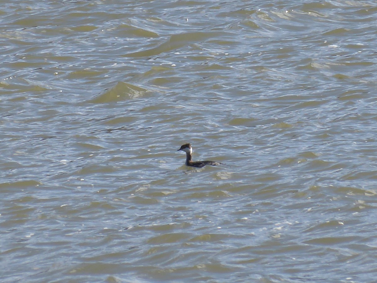 Horned Grebe - ML616188974