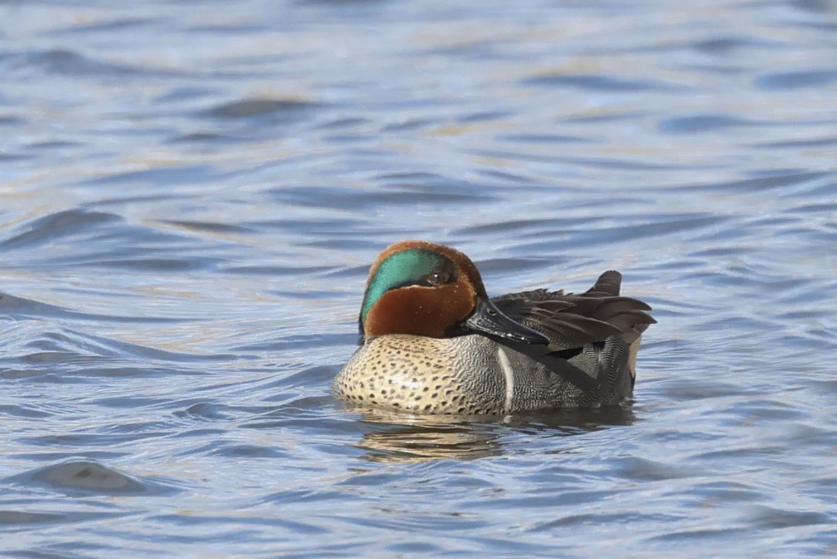 Green-winged Teal - ML616188993