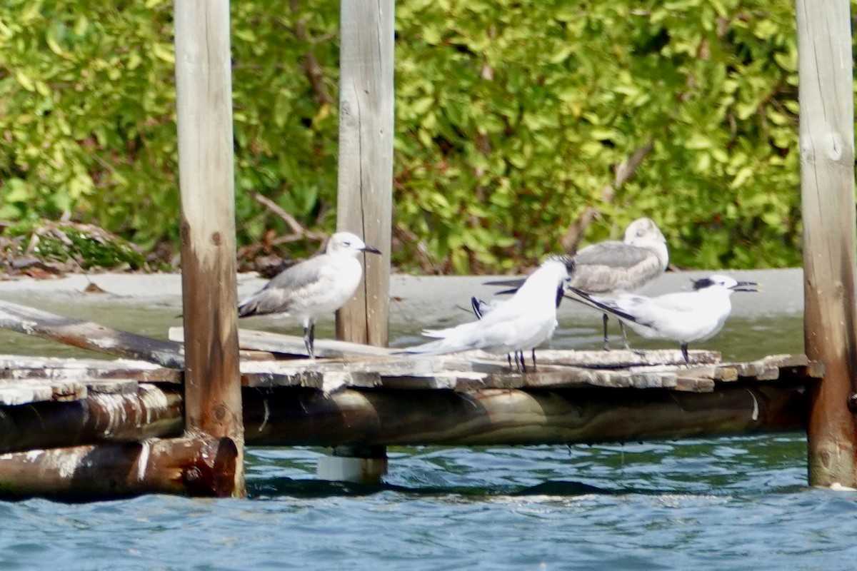 Mouette atricille - ML616188997