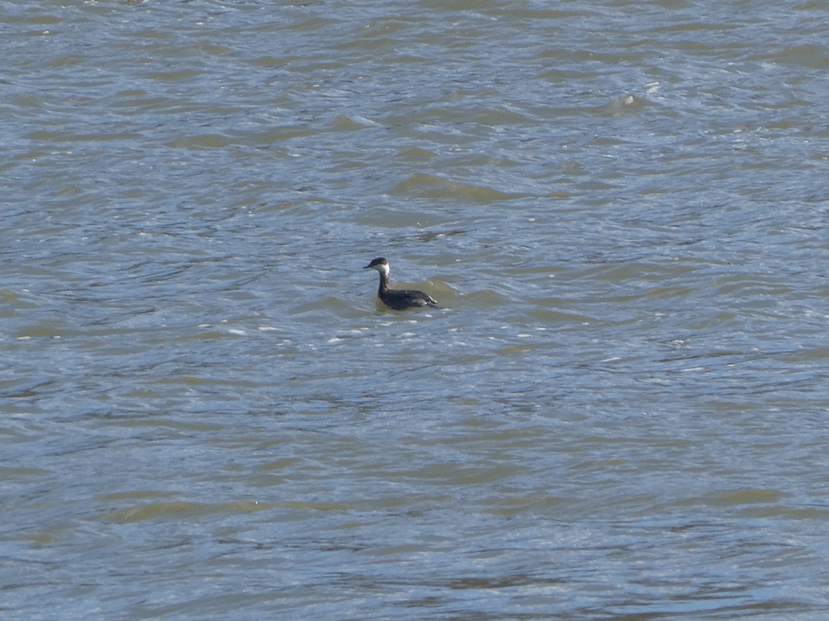 Horned Grebe - ML616189000