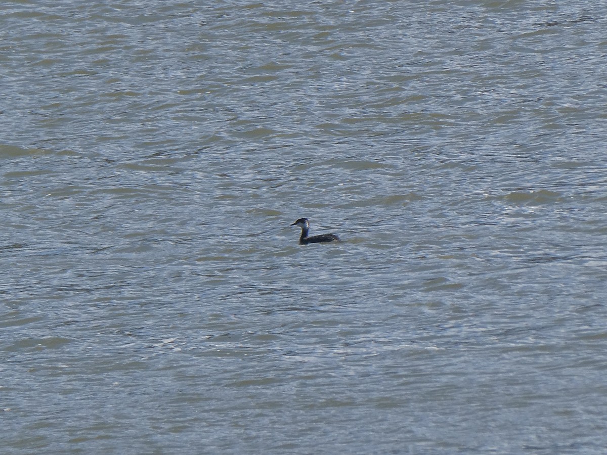 Horned Grebe - ML616189008