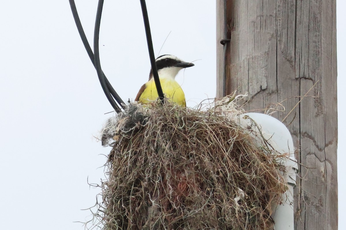 Great Kiskadee - ML616189010