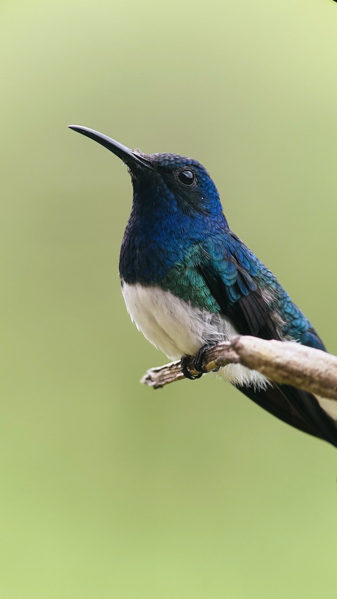 White-necked Jacobin - ML616189022