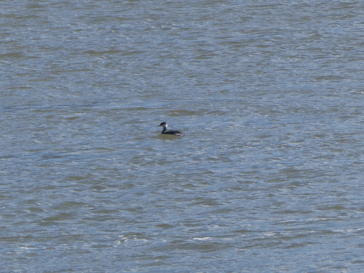 Horned Grebe - ML616189024