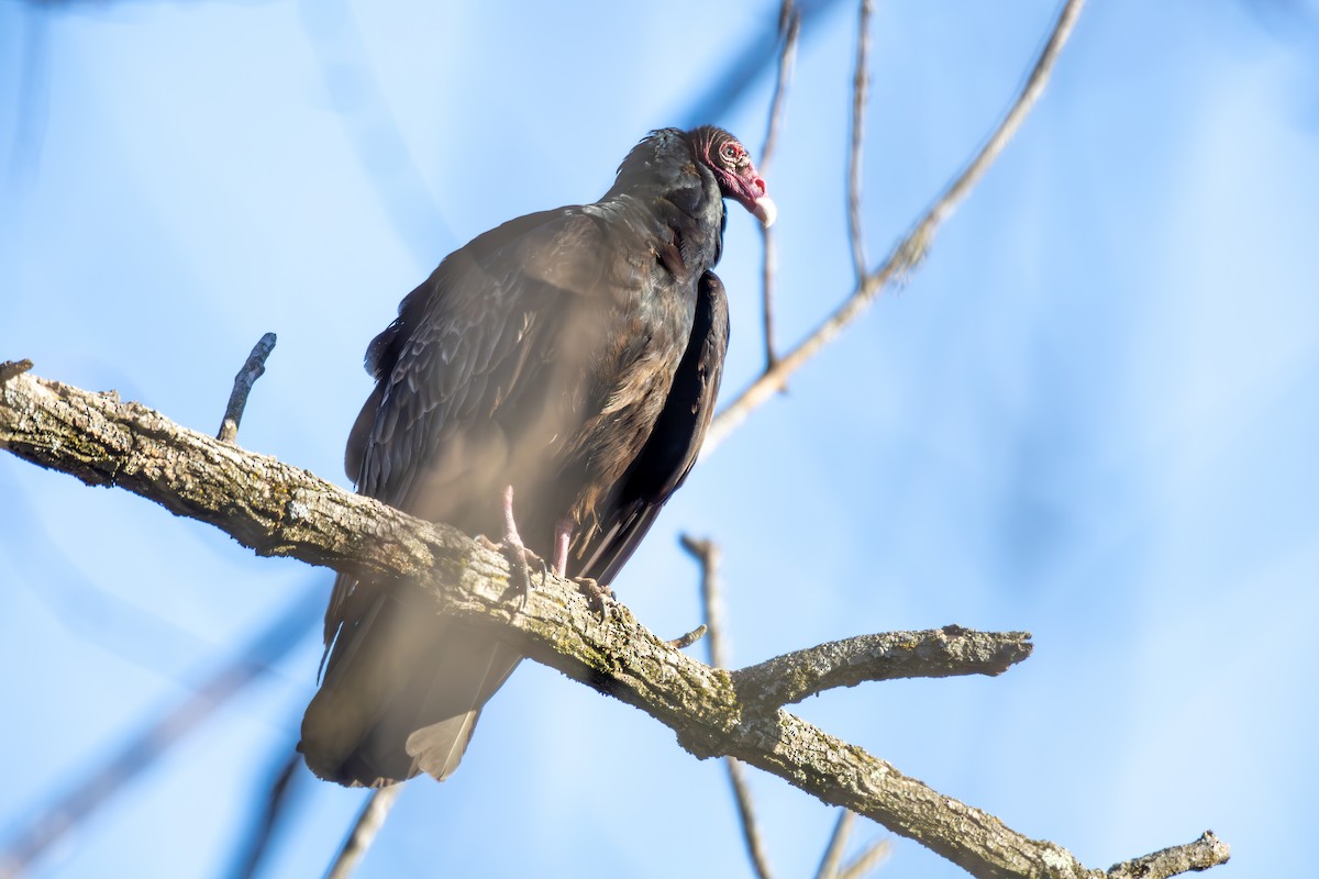 Turkey Vulture - ML616189049