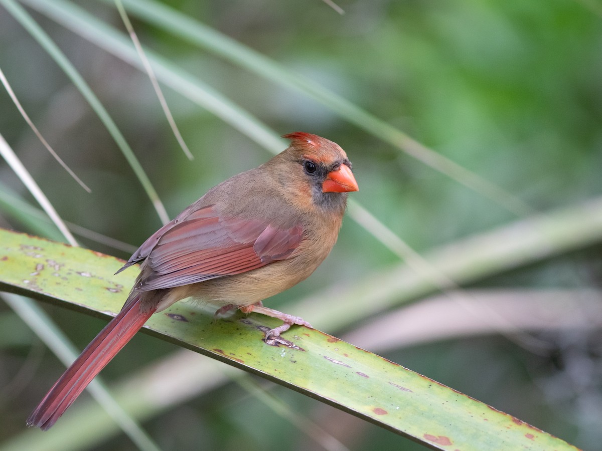 Cardinal rouge - ML616189062