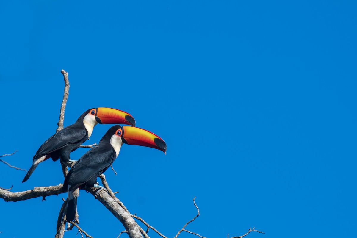 Toco Toucan - ML616189079