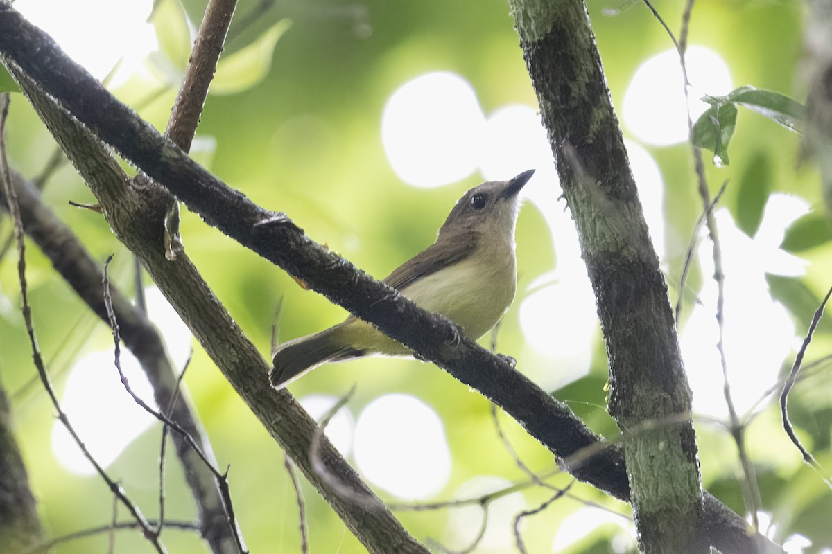 Rusty-breasted Whistler - Mike Hooper