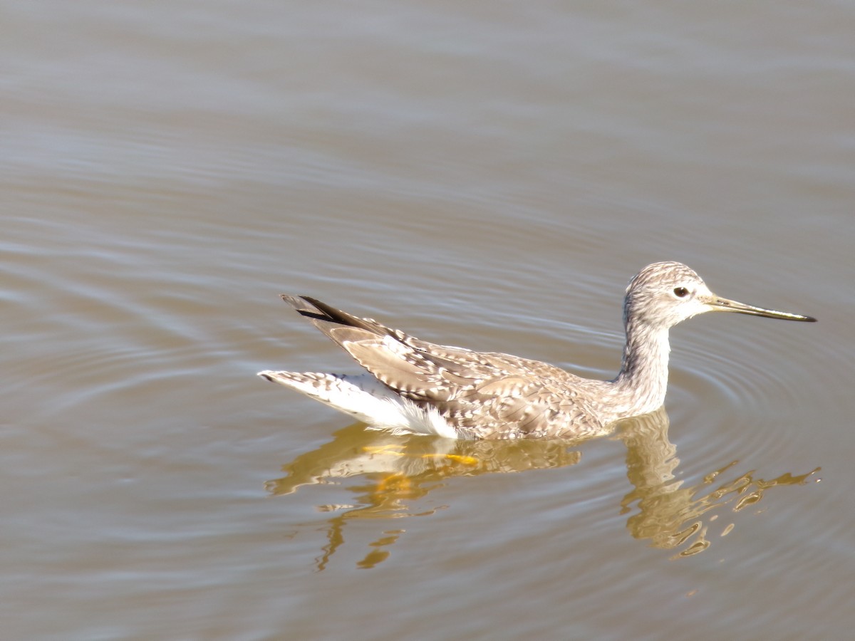 Greater Yellowlegs - Ross Rabkin