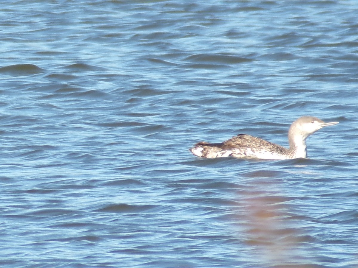 Red-throated Loon - Ross Rabkin