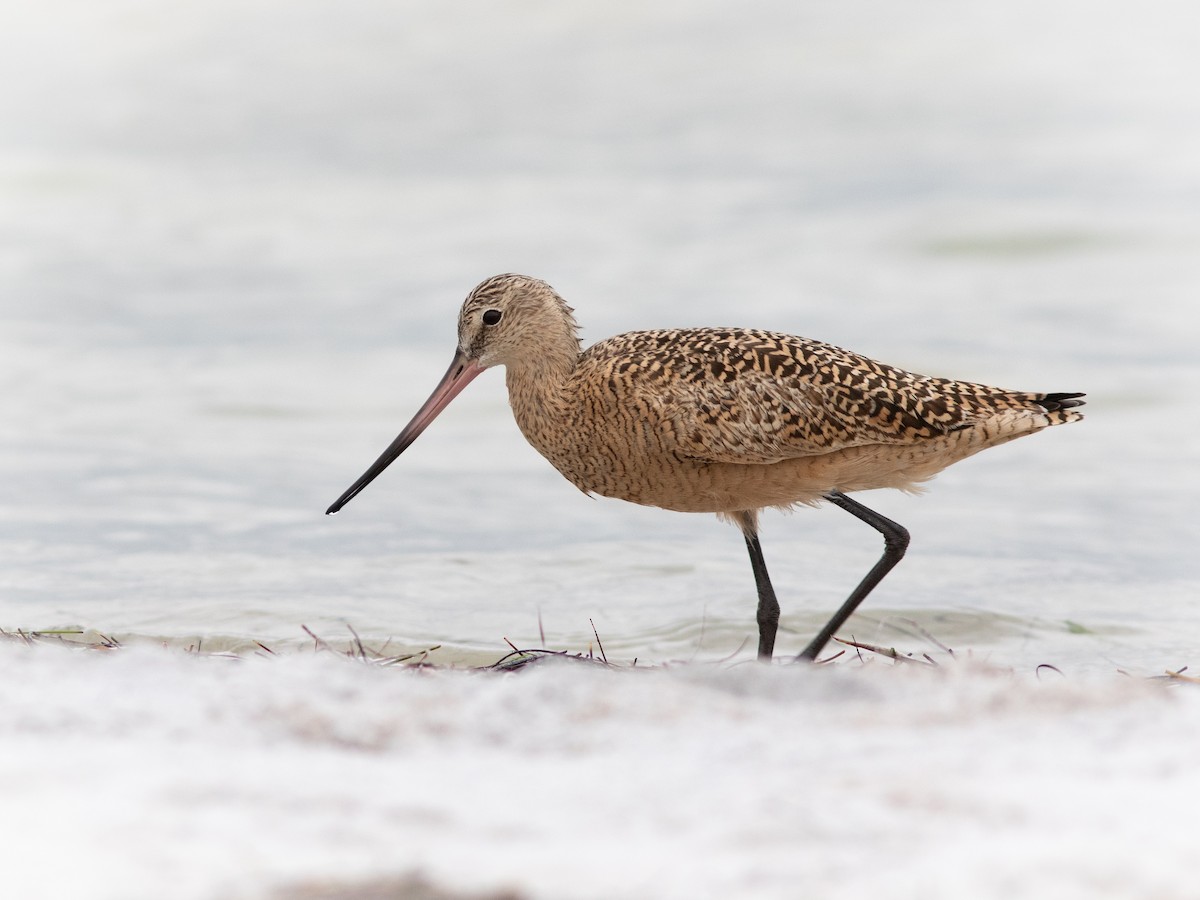 Marbled Godwit - ML616189147