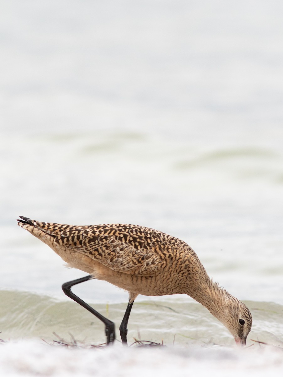 Marbled Godwit - ML616189148