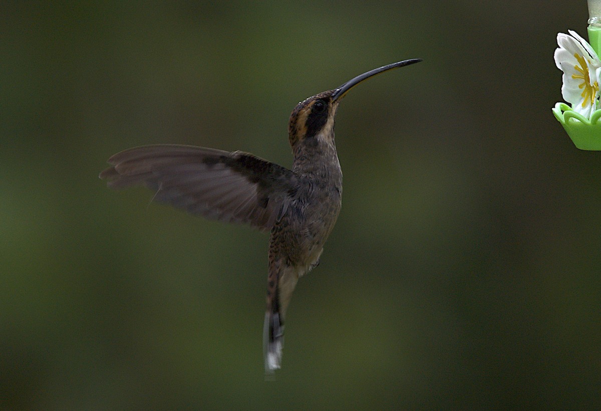 Scale-throated Hermit - ML616189170